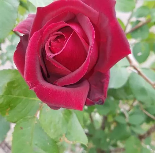 Casato Olmeda Bed and Breakfast